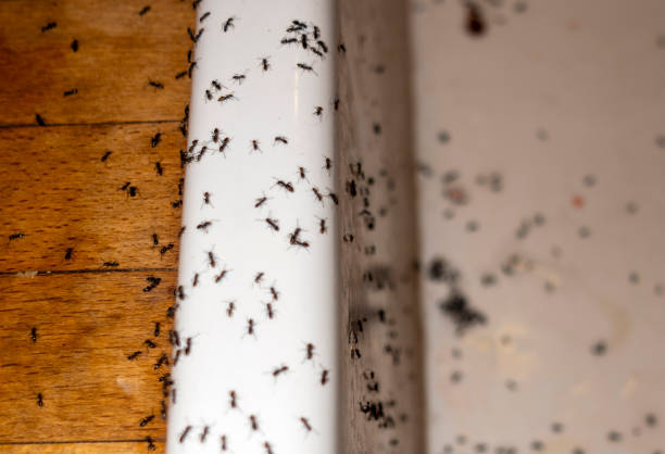 Best Spider Control Near Me  in Middleton, WI