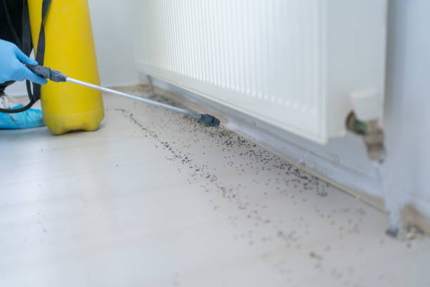 Wasp Removal Services in Middleton, WI