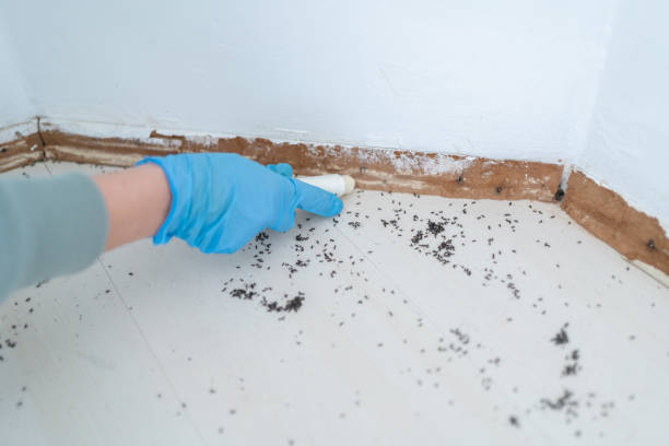 Best Local Pest Control Services  in Middleton, WI